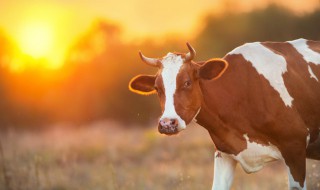 牛的典故(孔子与牛的典故)