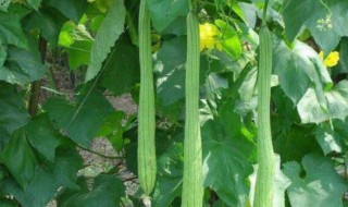 丝瓜水怎么提取 丝瓜水的功效与作用