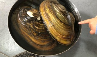 河蚌怎么洗干净又好吃(河蚌怎么洗干净又好吃又简单)