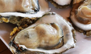 牡蛎的吃法大全（牡蛎的吃法大全视频）