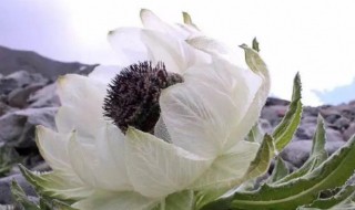 雪莲的作用与功效(雪莲的作用与功效果)