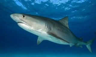 远古十大猛兽 猛犸象真的复活了