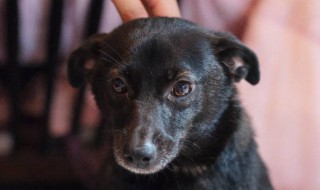 黑狗辟邪还是招邪（黑狗是否辟邪）