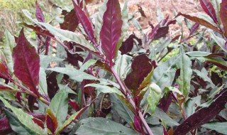 紫背菜什么人不能吃（紫背天葵的功效与作用）