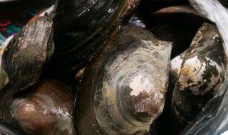 河蚌怎么杀 河蚌清理内脏图解