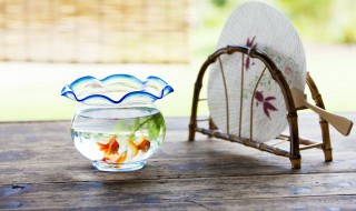 锦鲤养几条好 自家养锦鲤养几条好