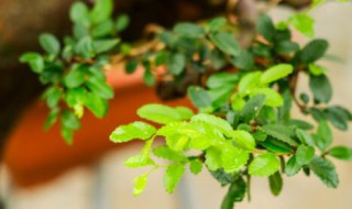 榆树叶能吃吗 榆树叶能吃吗,有啥好处