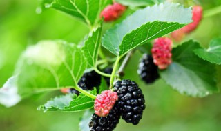 孕妇一次吃多少桑葚好 孕妇吃多少桑葚为好