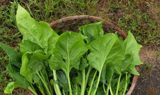 贫血吃什么补血最快女 贫血吃什么补血最快女孩子