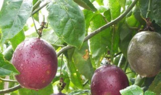 西番莲怎么食用好(西番莲怎么食用好吃又简单)