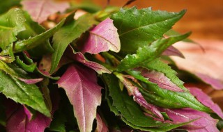 紫背天葵怎么吃（紫背天葵的功效与作用图片）