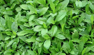 地皮菜种植方法技巧（地皮菜如何种植）