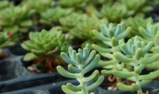 乙女心植物养殖技巧（乙女心怎样养出老桩）