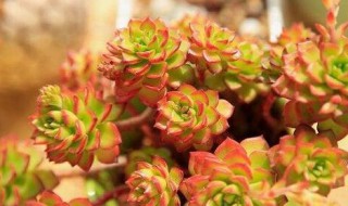 多肉有多少个品种有哪些常见种类（多肉有多少个品种有哪些常见种类）