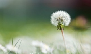 蒲公英的吃法技巧 蒲公英的吃法和用法