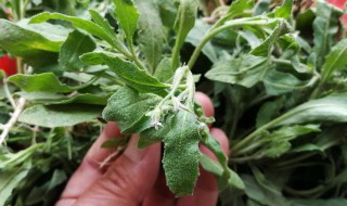 榆树叶的吃法技巧（榆树叶怎么吃好）