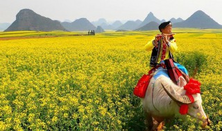罗平油菜花节什么时候 罗平油菜花节什么时候结束