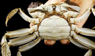 好吃螃蟹的煮法技巧（好吃螃蟹的煮法技巧窍门）