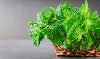 最适合食用的薄荷品种有哪些（最适合食用的薄荷品种有哪些图片）