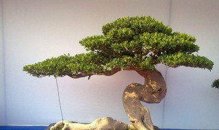 中国十大盆景排名名贵盆景有哪些(中国十大盆景排名名贵盆景有哪些呢)