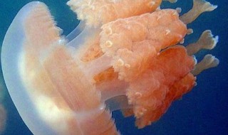 海蜇的吃法技巧（海蜇的吃法与做法）