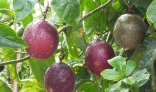 西番莲做法技巧（西番莲的做法）