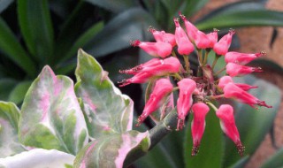 红雀珊瑚有什么好处 红雀珊瑚有什么好处和坏处