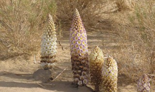 肉苁蓉的吃法技巧 肉苁蓉怎么吃最有效