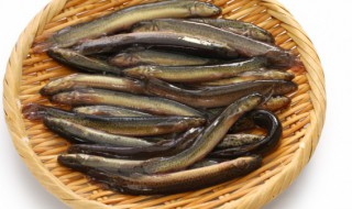 泥鳅鱼吃什么 泥鳅鱼怎么做好吃