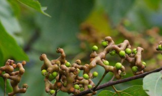 万寿果的功效与作用（长寿果的功效与作用）