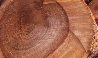 香樟木的功效与作用(香樟木的功效与作用及禁忌症)