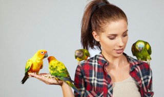 黄色鹦鹉是什么品种 黄色鹦鹉是什么品种的鸟