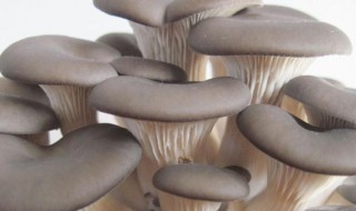 如何挑选平菇（怎么挑平菇）