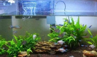 金鱼缸里可以放盐吗（金鱼缸里可以放盐吗 浓度）