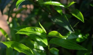 柳叶茶的功效与作用 柳叶茶的功效与作用副作用