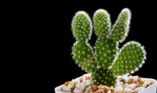 仙人球能防辐吗原理是什么 仙人球防辐射吗 是谣言还是事实