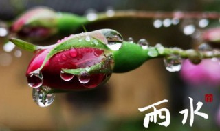 雨水的习俗（雨水的简介）