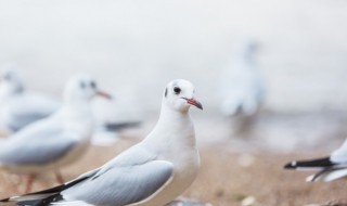 鸽子吃什么东西 鸽子吃什么粮食最好