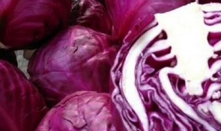紫包菜和紫甘蓝是一样的吗 紫包菜和紫甘蓝是一样的吗