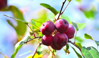 云南丽江特产有哪些可以带 云南丽江特产有哪些可以带回家的