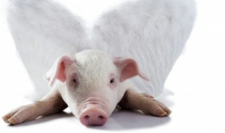 金屋藏娇是什么动物（金屋藏娇指的是什么动物）