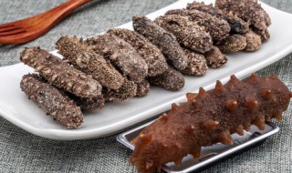 海参种类（海参种类及区分）