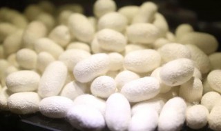 蚕只吃桑叶吗 蚕只吃桑叶吗?可以吃蔬菜吗