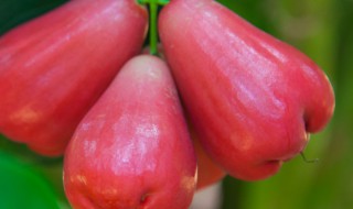 莲雾是什么 莲雾是什么季节吃的