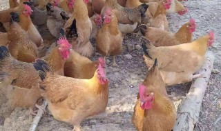 三黄鸡和普通鸡的区别是什么