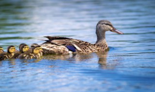 水鸭煲汤用什么材料呢 水鸭煲汤用什么材料呢最好