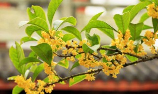 刚摘的桂花怎么处理 自己摘的桂花怎么处理能泡茶