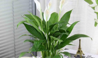 一帆风顺花有毒吗能放卧室吗 一帆风顺的花有毒性吗