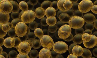 酵母菌是细菌还是真菌（毕赤酵母和大肠杆菌哪种好）