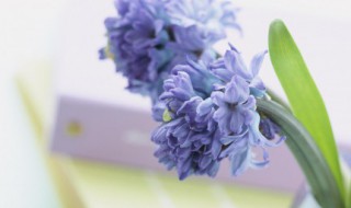 谷雨时节的诗（谷雨时节的诗句）